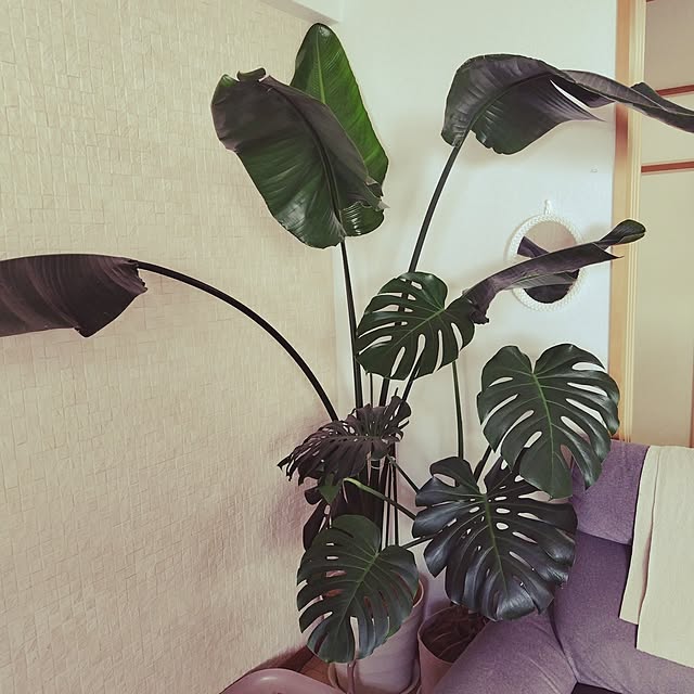 futagomamaさんの実例写真
