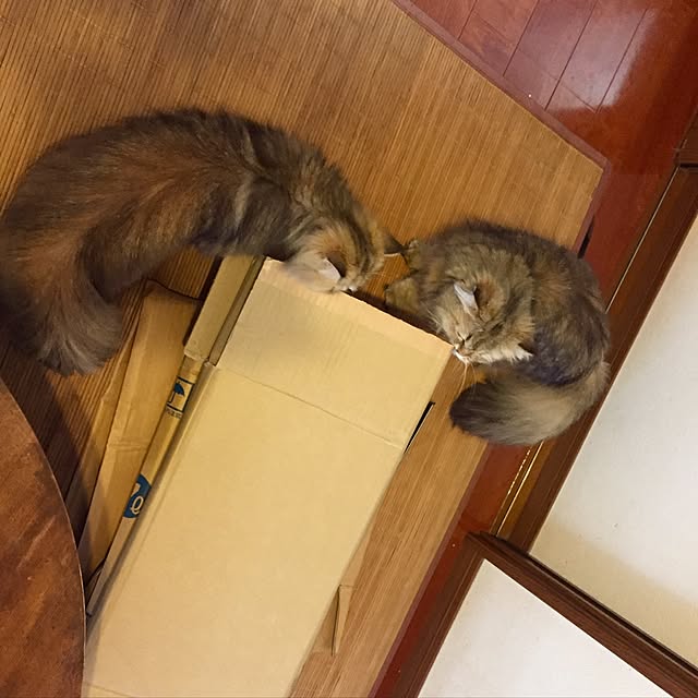 butachanさんの実例写真