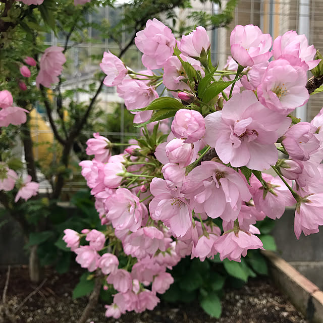 Karlyさんの実例写真