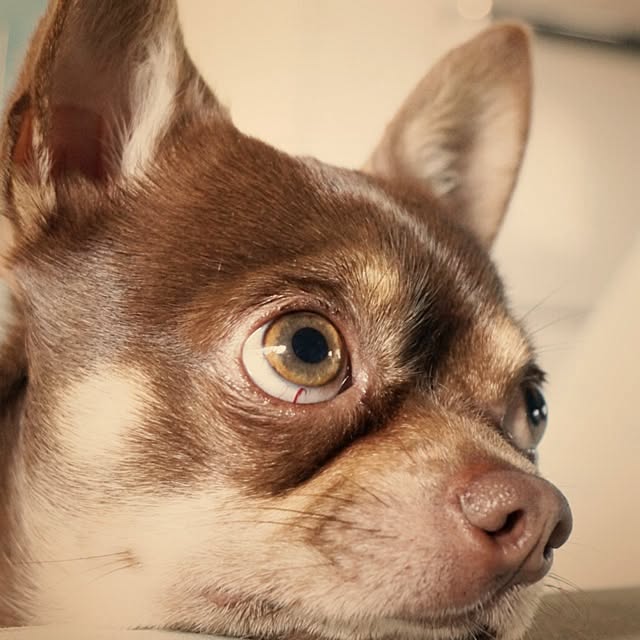 chiiiさんの実例写真