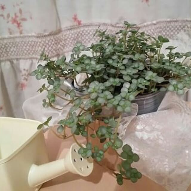 raraさんの実例写真