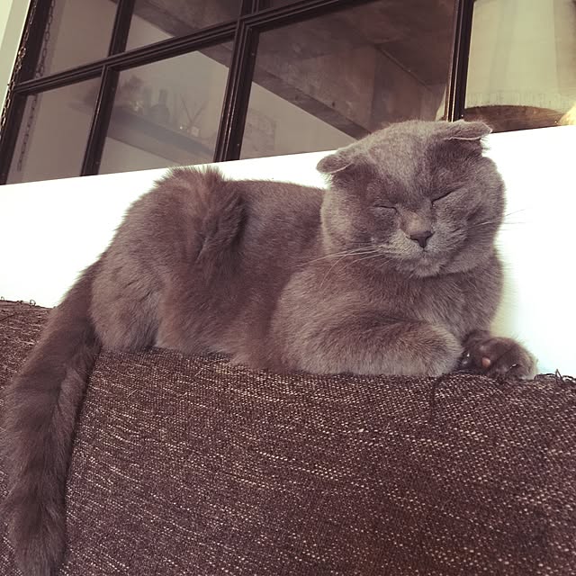 torinokoさんの実例写真