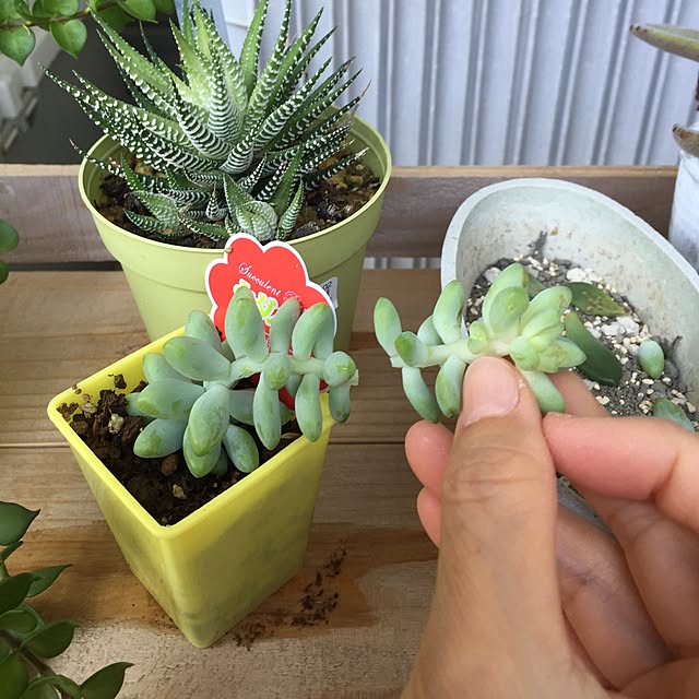micchiさんの実例写真