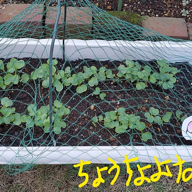 ramuramuさんの部屋