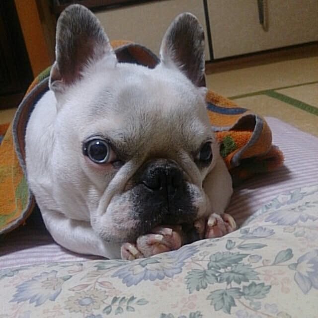 jejejeさんの実例写真