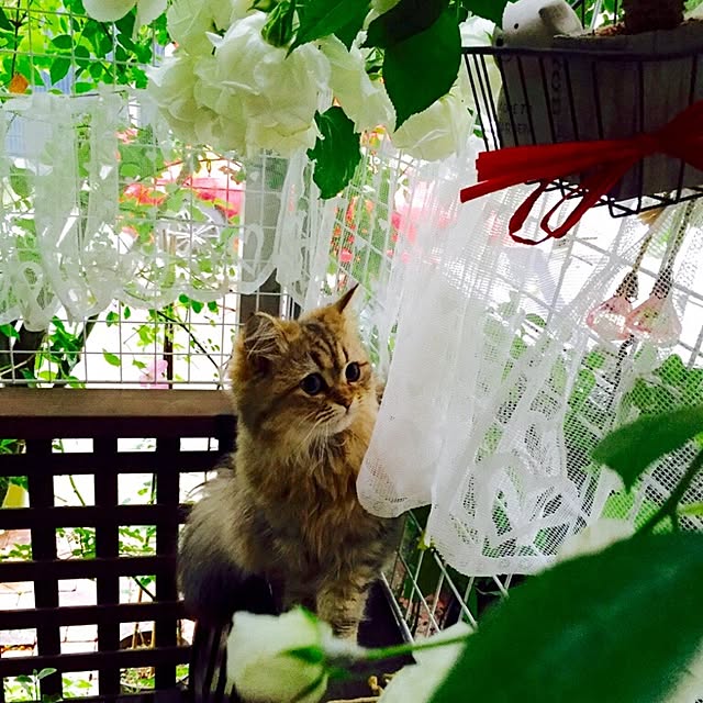 butachanさんの実例写真