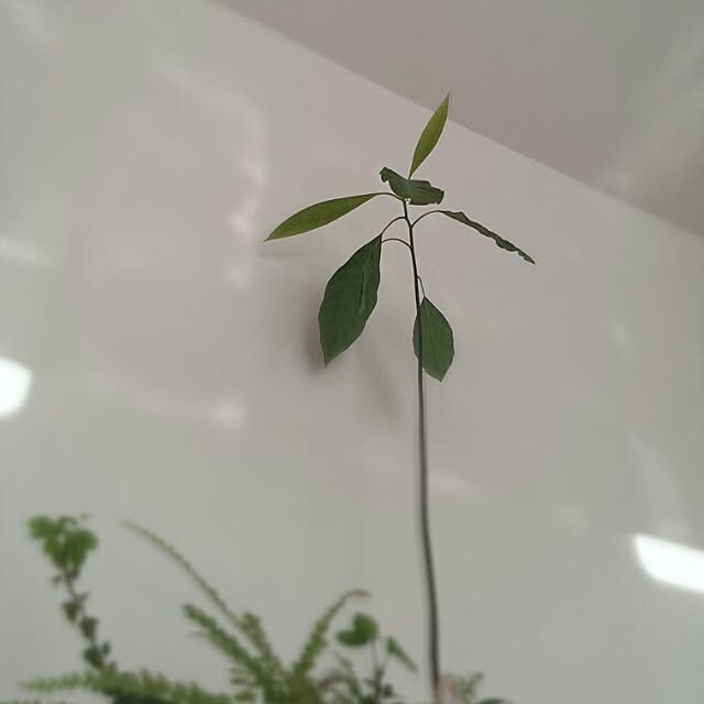 tokoberryさんの実例写真