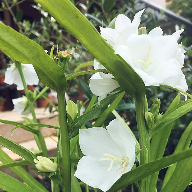 niconさんの実例写真
