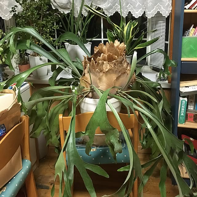 bettyさんの実例写真