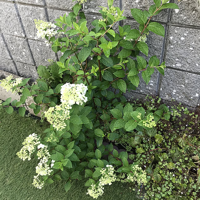bonapetiさんの実例写真