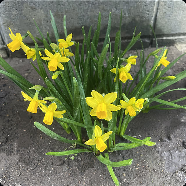 Ohigeさんの実例写真