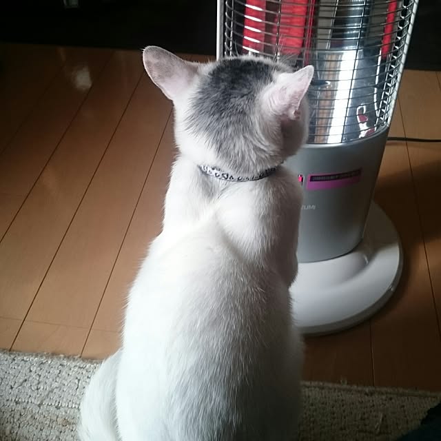 Macyuさんの実例写真