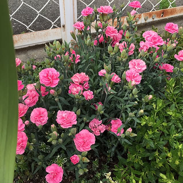 karinさんの実例写真