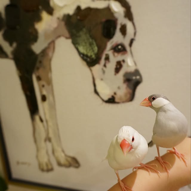 kinako_shiro_ginさんの実例写真