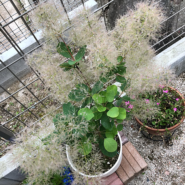mimi.mocchiさんの実例写真