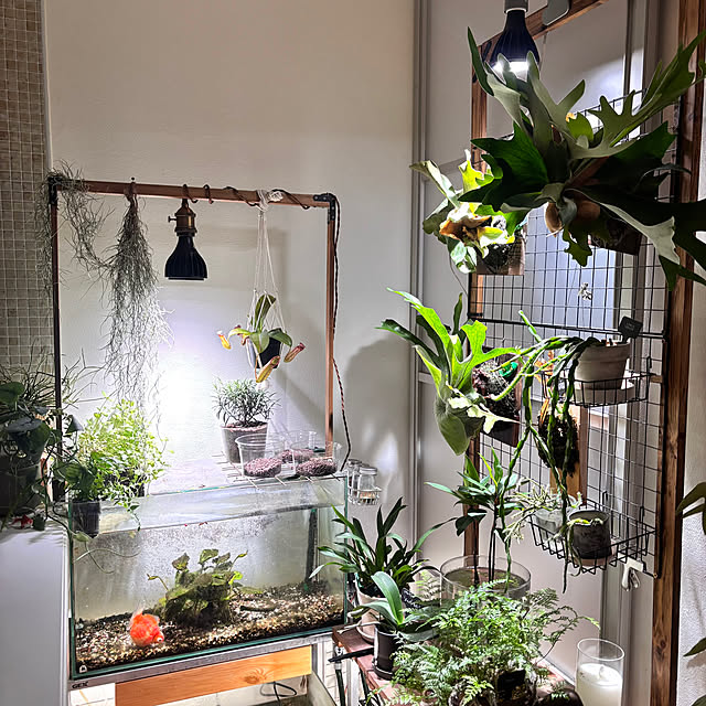 greycatsさんの部屋