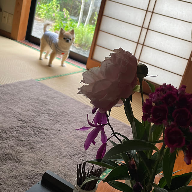 部屋全体/二拠点生活/庭/芍薬/花のある暮らし...などのインテリア実例 - 2025-05-19 08:28:54