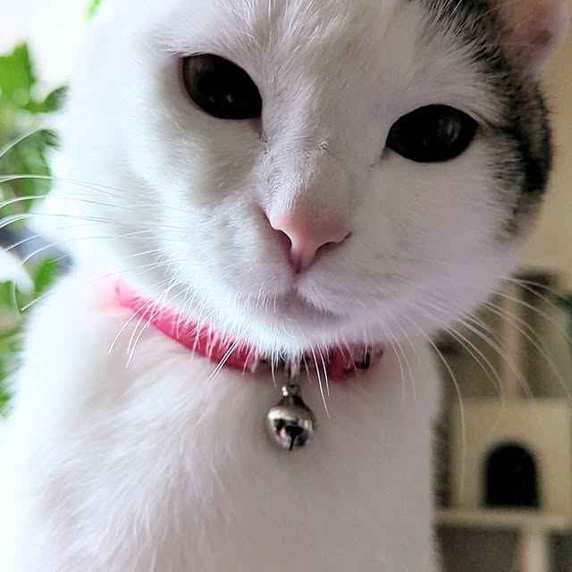 部屋全体/猫のいる暮らしのインテリア実例 - 2025-04-11 12:04:52