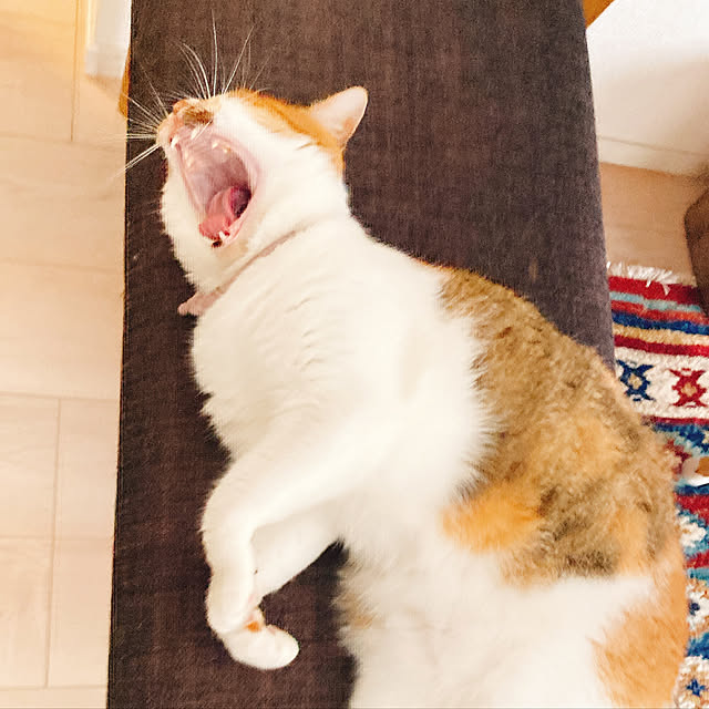 mariさんの実例写真