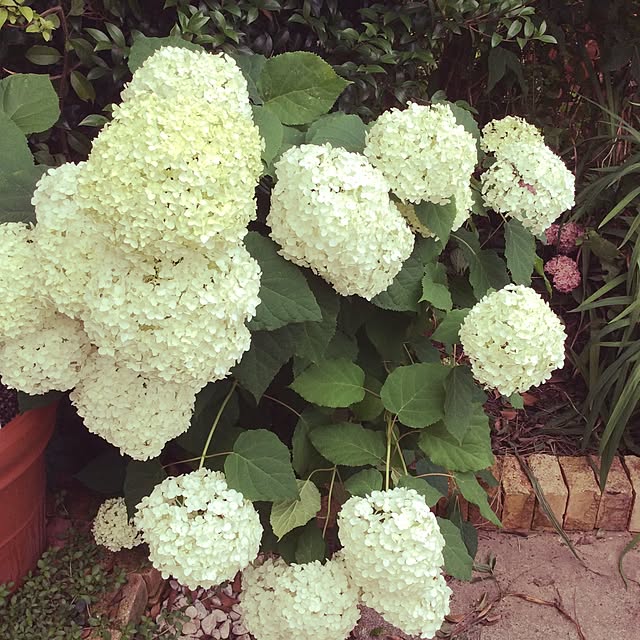20rose_mamiさんの実例写真