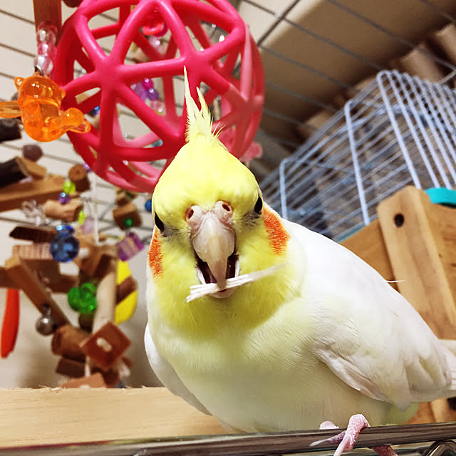 toratanさんの実例写真