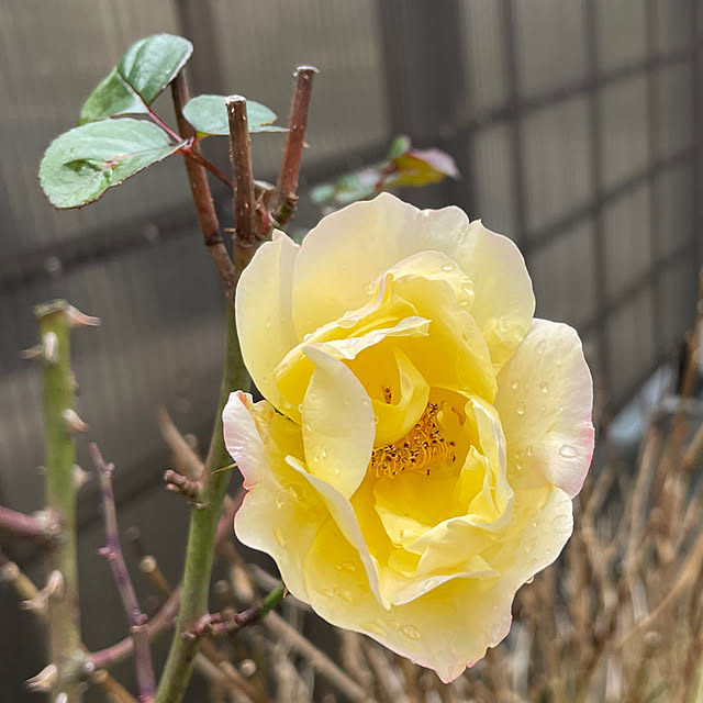 kakoさんの実例写真