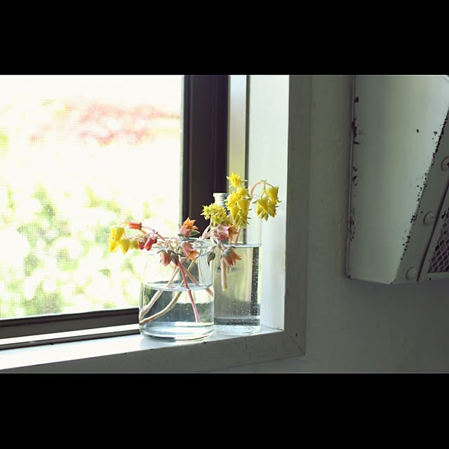 玄関/入り口/多肉植物/花のインテリア実例 - 2016-04-28 13:33:14