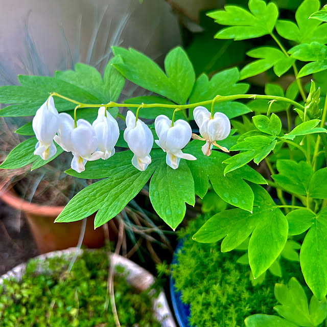 hinamamaさんの部屋