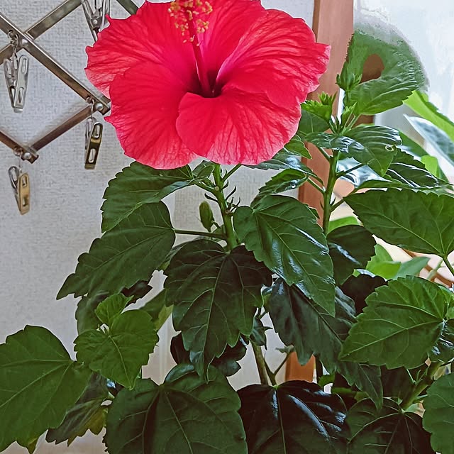 hanachanさんの部屋
