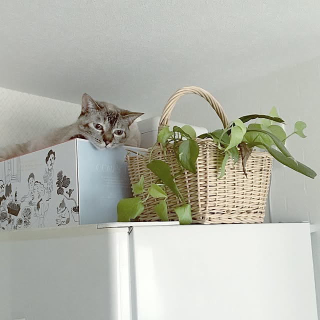 noelさんの実例写真