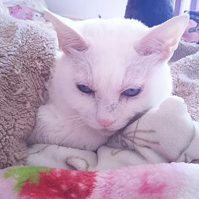 sakuraさんの実例写真