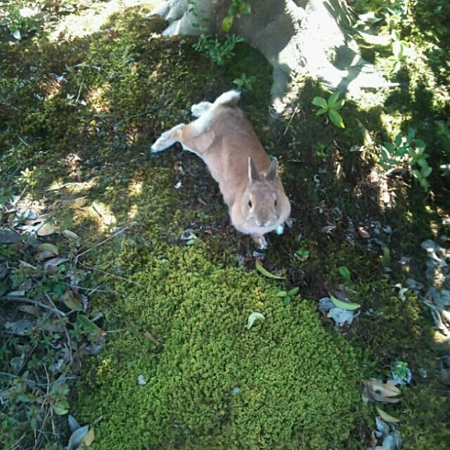 実例写真