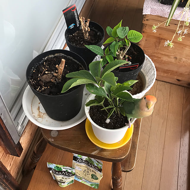 aoinokimiさんの実例写真