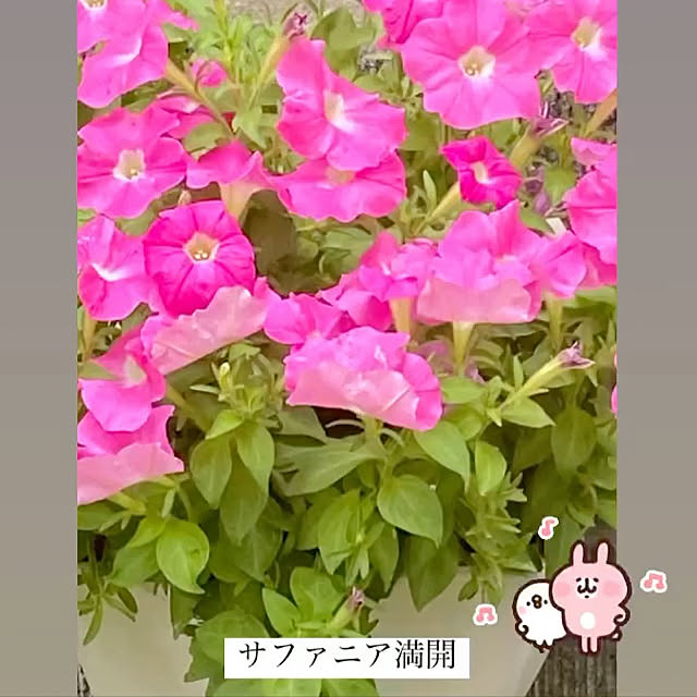 YuuKoさんの実例写真