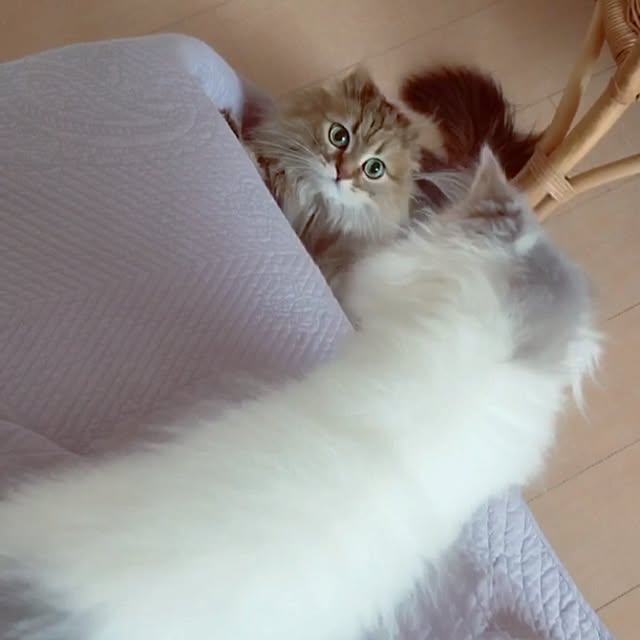 ベッド周りのインテリア実例 - 2017-07-13 21:47:14