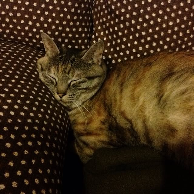 shinさんの実例写真