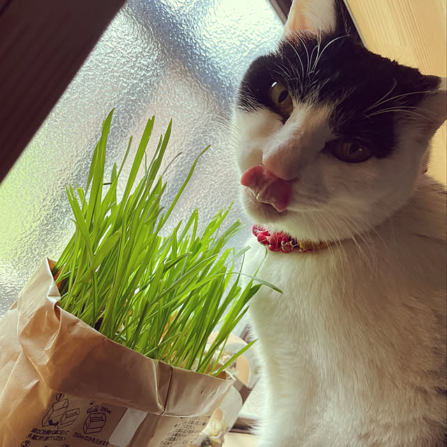nekosamaさんの実例写真
