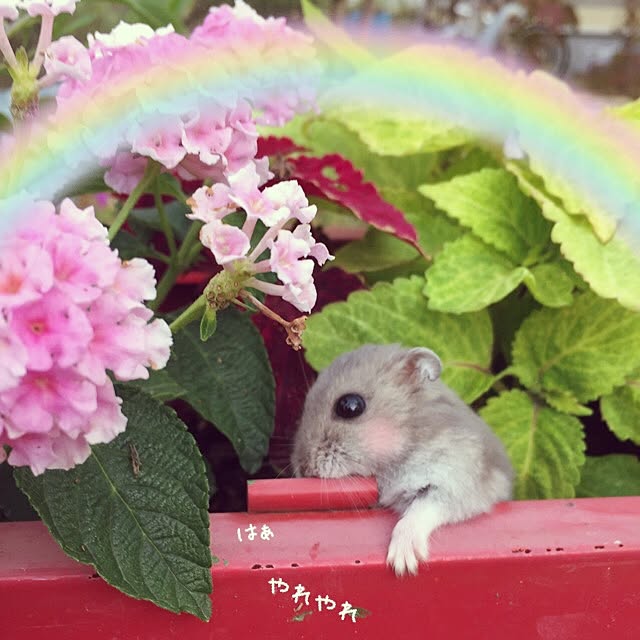 yomogiさんの実例写真