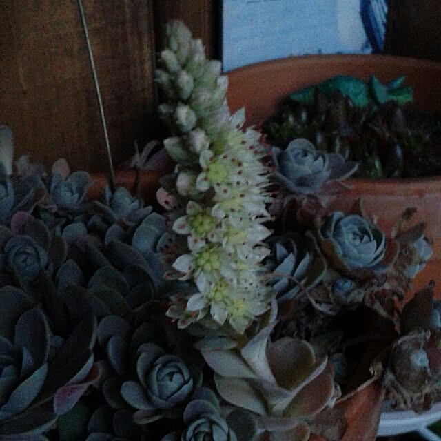 383junkさんの実例写真