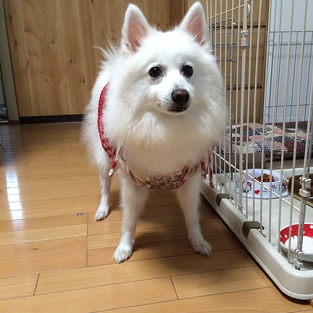 Asukaさんの実例写真