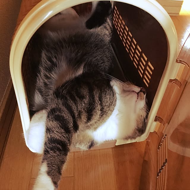 kimikimiさんの実例写真