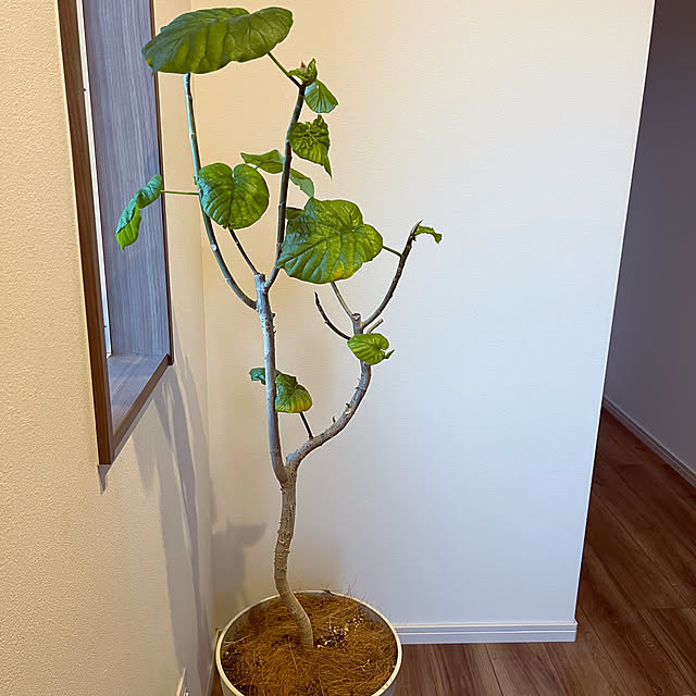 seiさんの実例写真