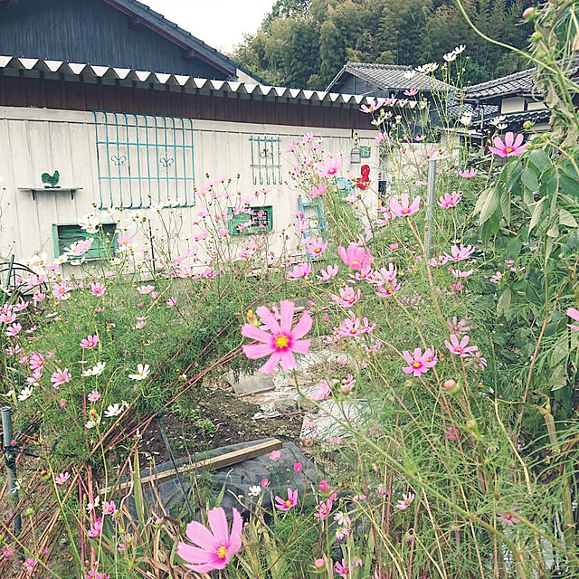 koppeさんの実例写真