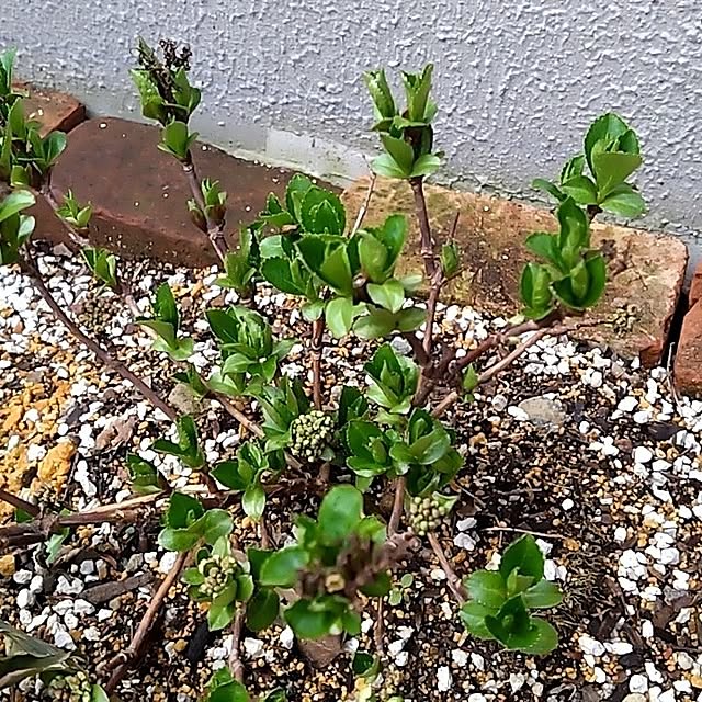 玄関/入り口/ガーデニングが好き/植物に癒される/花のある暮らし/紫陽花...などのインテリア実例 - 2024-05-05 18:32:52