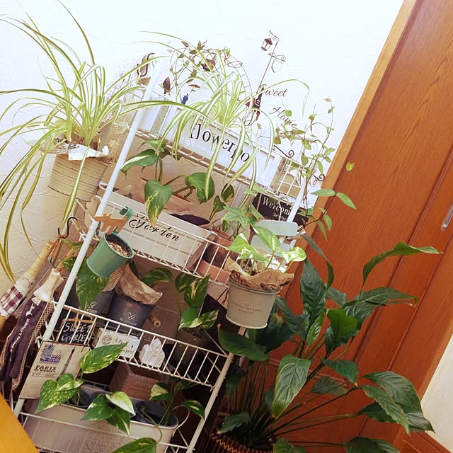 mippoko345さんの実例写真
