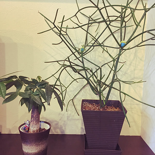 koroさんの実例写真