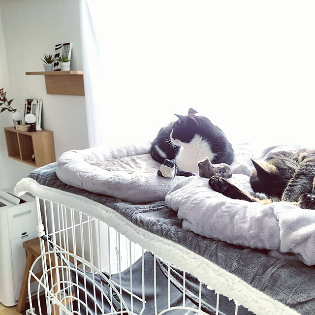 hihaさんの実例写真