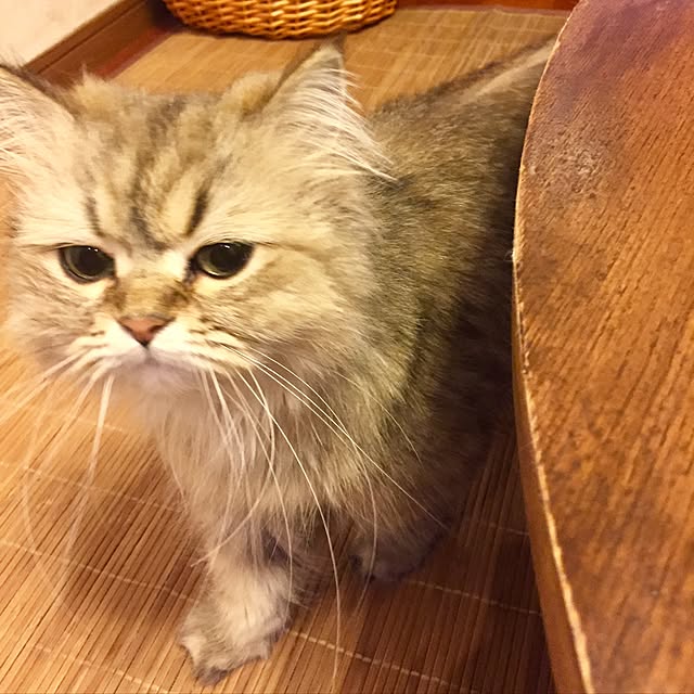 butachanさんの実例写真