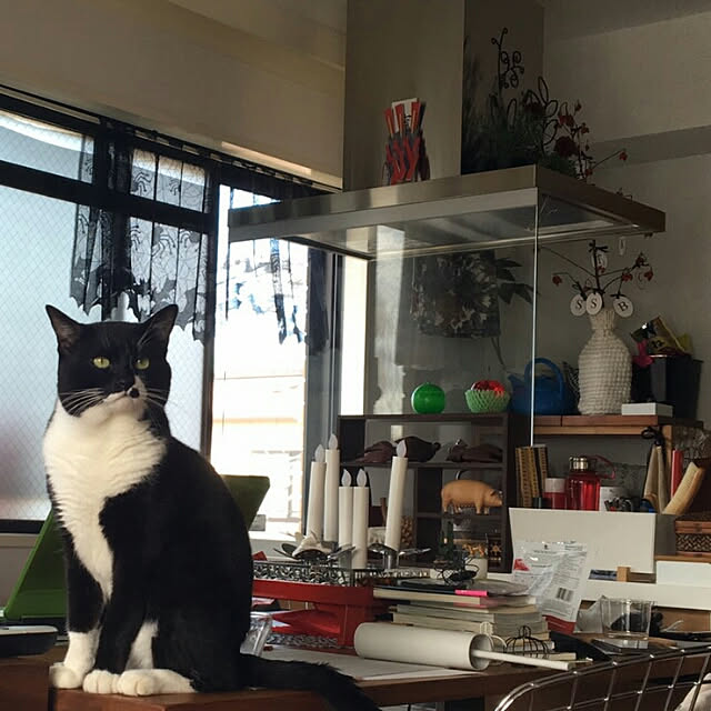 spinetailさんの実例写真