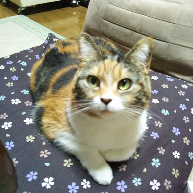 yukieさんの実例写真